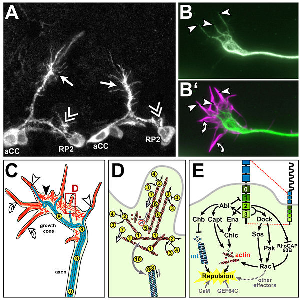 growth cone motility